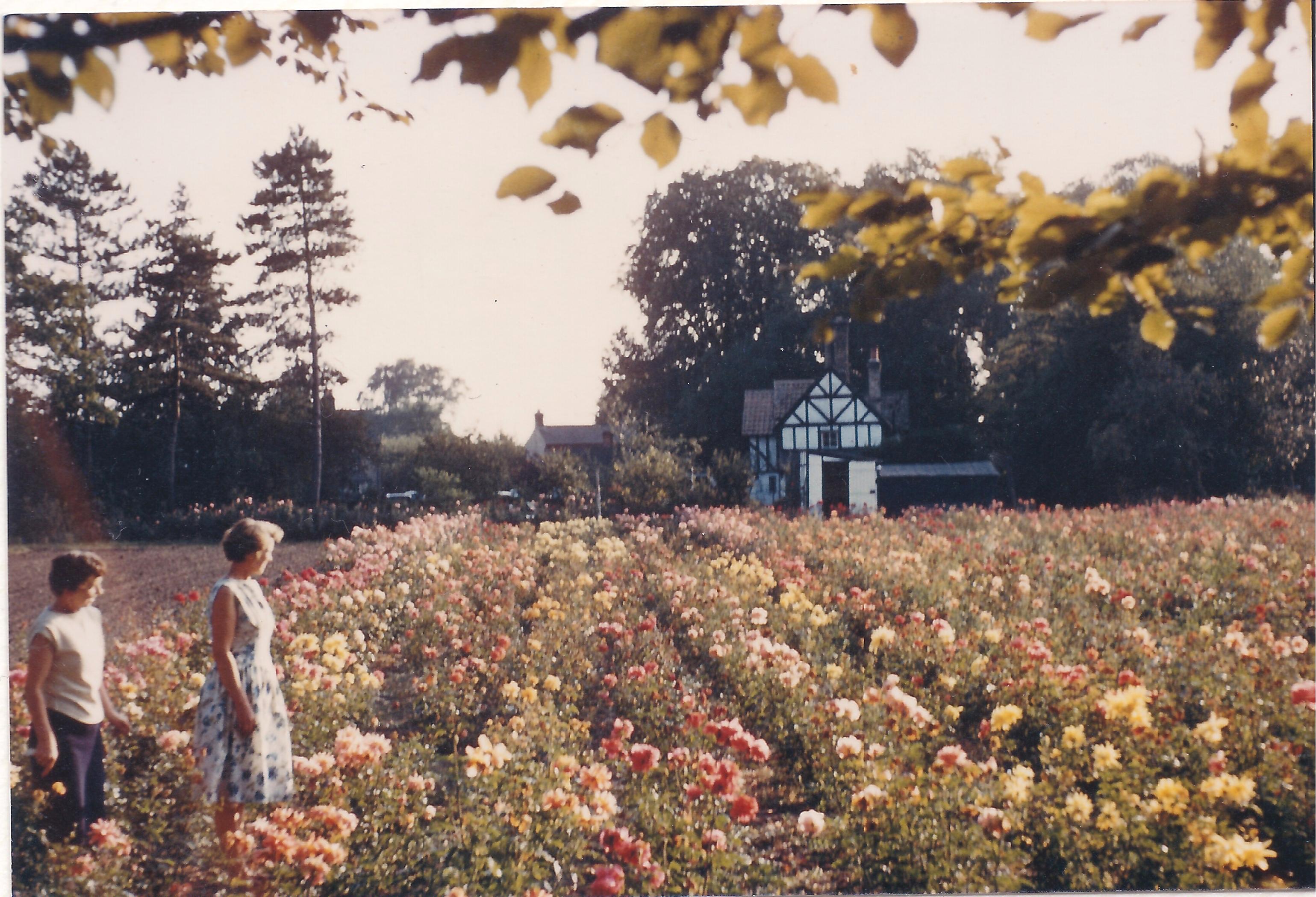 Stockers Rose Nursery run by Mrs Stocker 1956-74