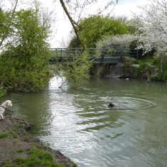 Burnt Mill Bridge over River Rhee on Harston - Haslingfield boundary 2015 Burnt Mill Bridge over River Rhee on Harston - Haslingfield boundary 2015 | (Roadley)