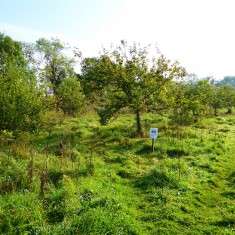 Community Orchard 2015