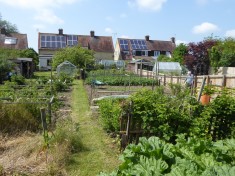 2016: Long veg garden of original council house