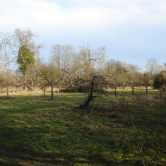 Community Orchard 2014  | (Griffin)
