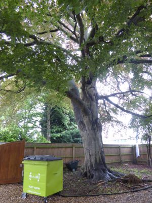 June 2016 very old tree still in front garden