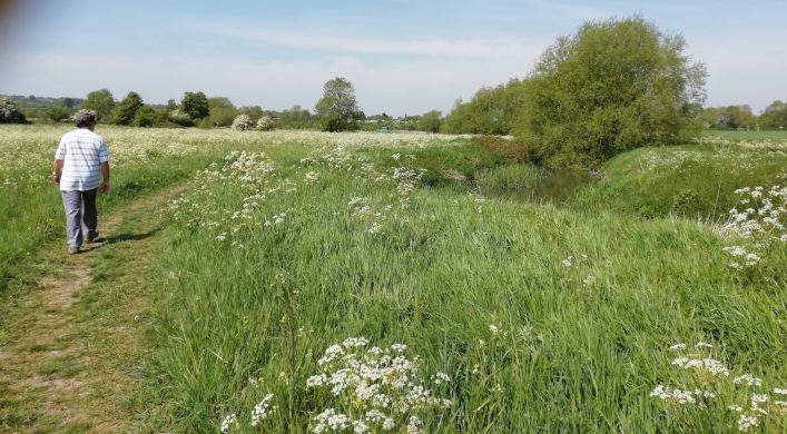 A walk along a Harston field edge path by River Cam 11 May 2020