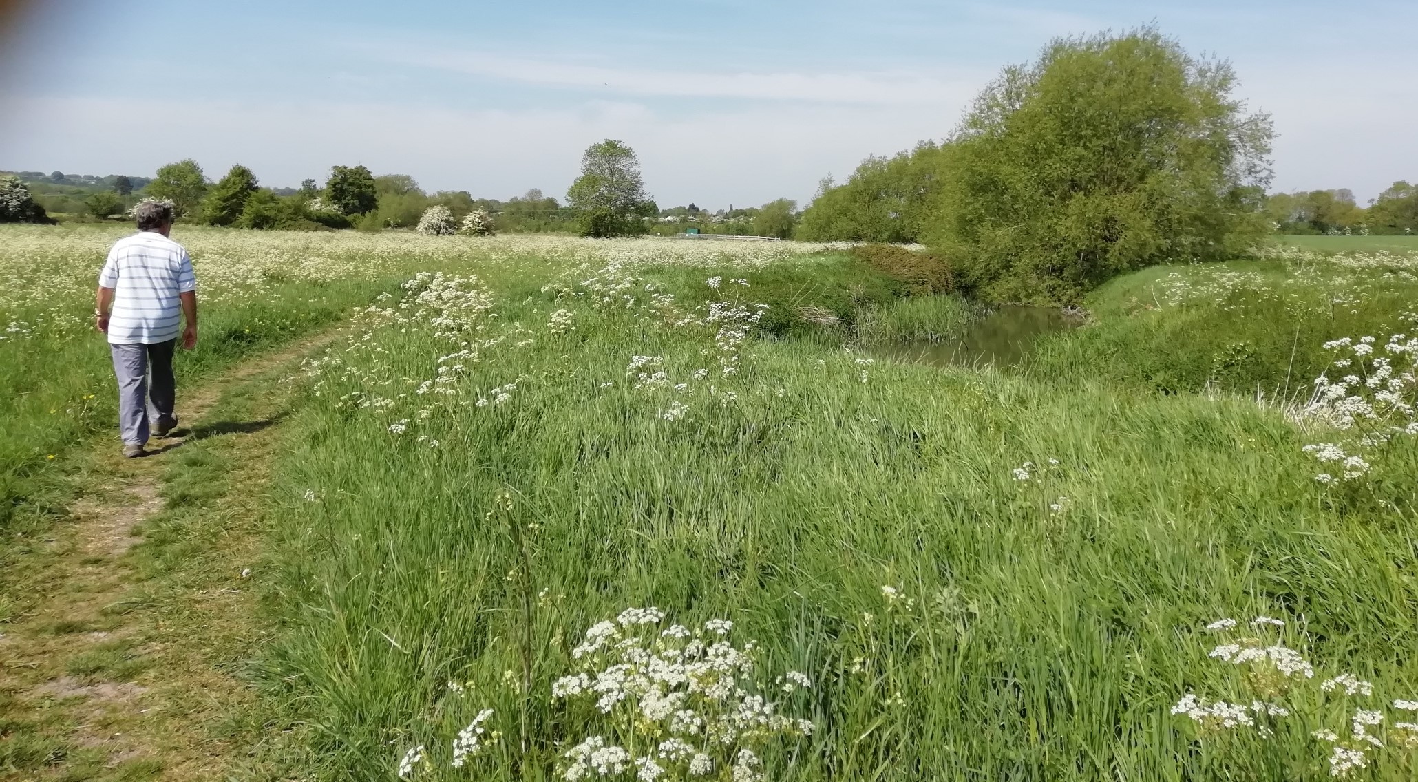 A walk along a Harston field edge path by River Cam 11 May 2020