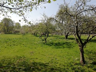 PBE0ZJ.09 Orchard behind new Plymouth Brethren Hall looking to west once apple Cottage Button End April 2020 (Roadley) Orchard behind new Plymouth Brethren Hall looking to west; once Apple Cottage 2020 | (Roadley)