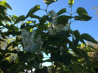 White lilac in garden | (J Elmes)