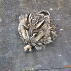 Owl hitting window March 2020 | (M Hughes)