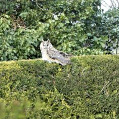 Owl on nearby hedge | (M Hughes)