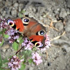 Peacock butterfly | (M Hughes)