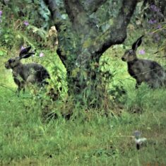 Hares in the garden | (M Hughes)