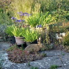 A hare on the patio | (M Hughes)