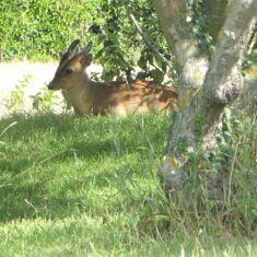 Deer in garden | (M Hughes)
