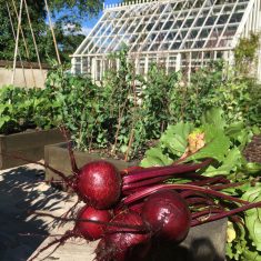 PZZECov.114 potager 3 Harvesting | (C Clarke)