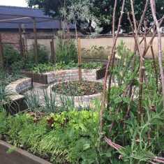 PZZECov.115 potager 4 Vegetables growing in potager 2020 | (C Clarke)