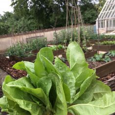 PZZECov.120 early harvest of spinach Early harvest of spinach | (C Clarke)