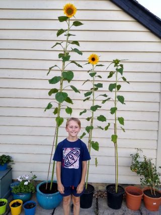PZZECov.128 James & sunflowers A5 printed James' sunflowers | (J Warren)