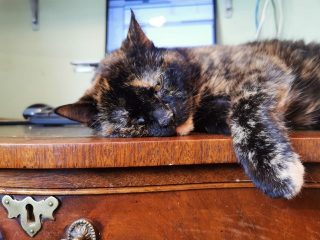 PZZECov.94 another furry family member (Oatey ) Another furry family member | (Oatey)